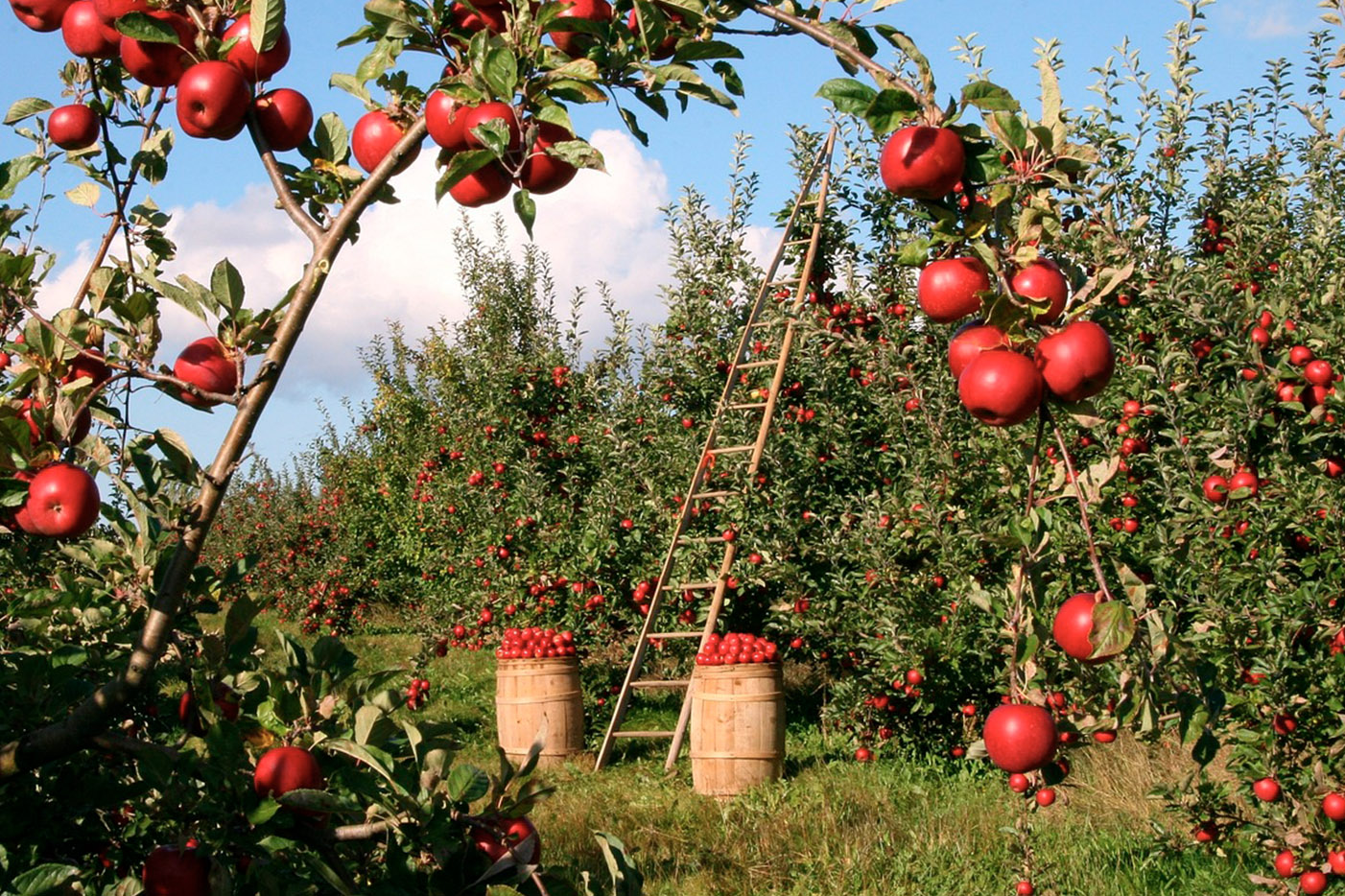 Äpple I Trädgård